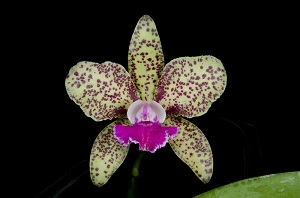 Cattleya Hot Spot 'Royal Basin Speckles' AM 81 pts.